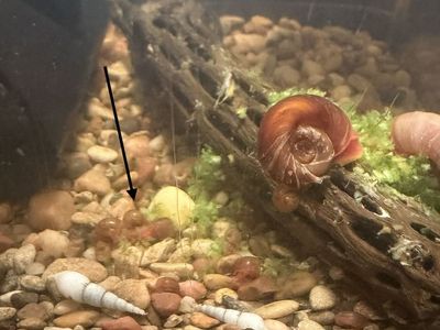 Free Ramshorn Snails