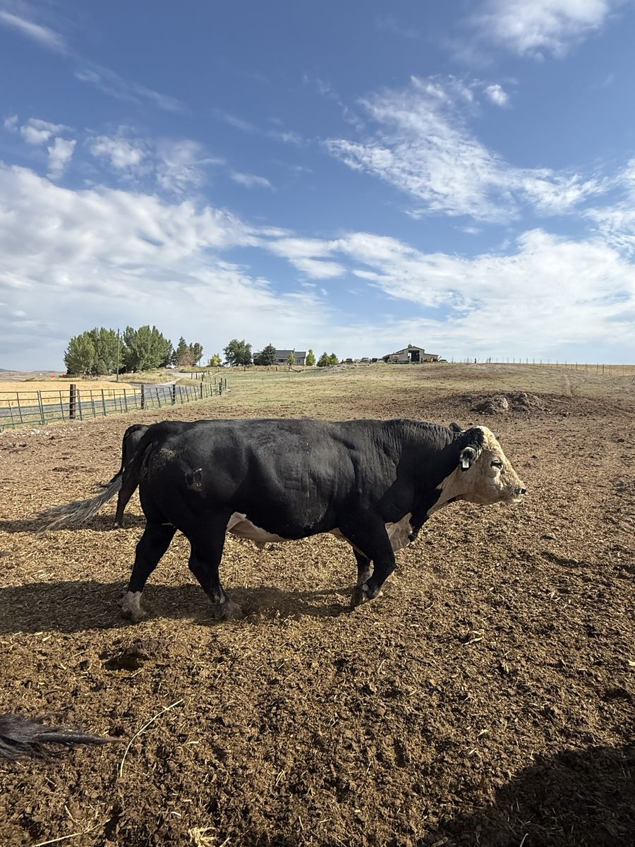 Black Hereford bull
