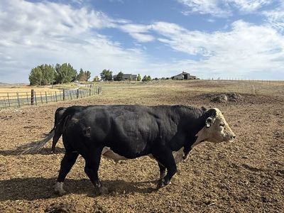 Black Hereford bull