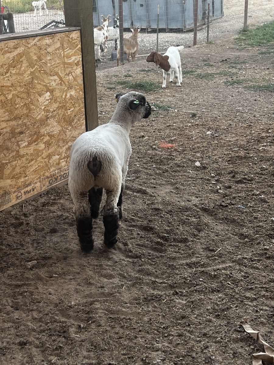 Healthy Black Face Market Lamb / Show Lamb