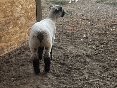 Healthy Black Face Market Lamb / Show Lamb
