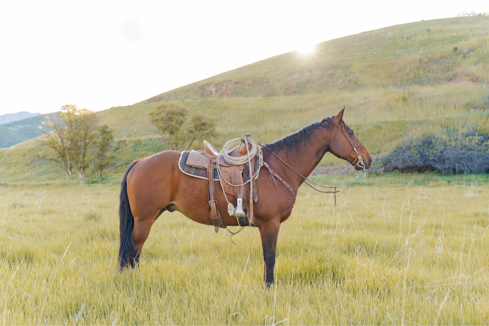 12yo kids/beginner rope horse