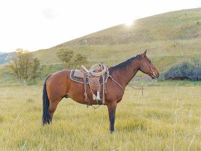 12yo kids/beginner rope horse