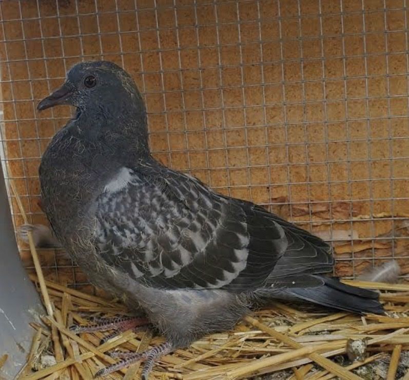 Homing pigeon squeakers