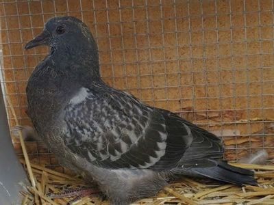 Homing pigeon squeakers