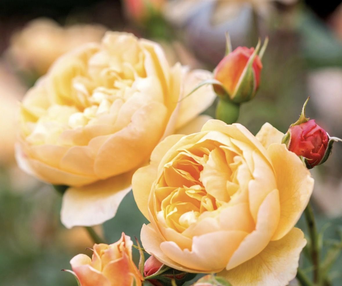 David Austin Rose Ronald Dahl