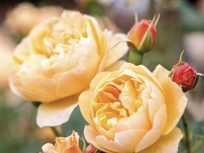 David Austin Rose Ronald Dahl