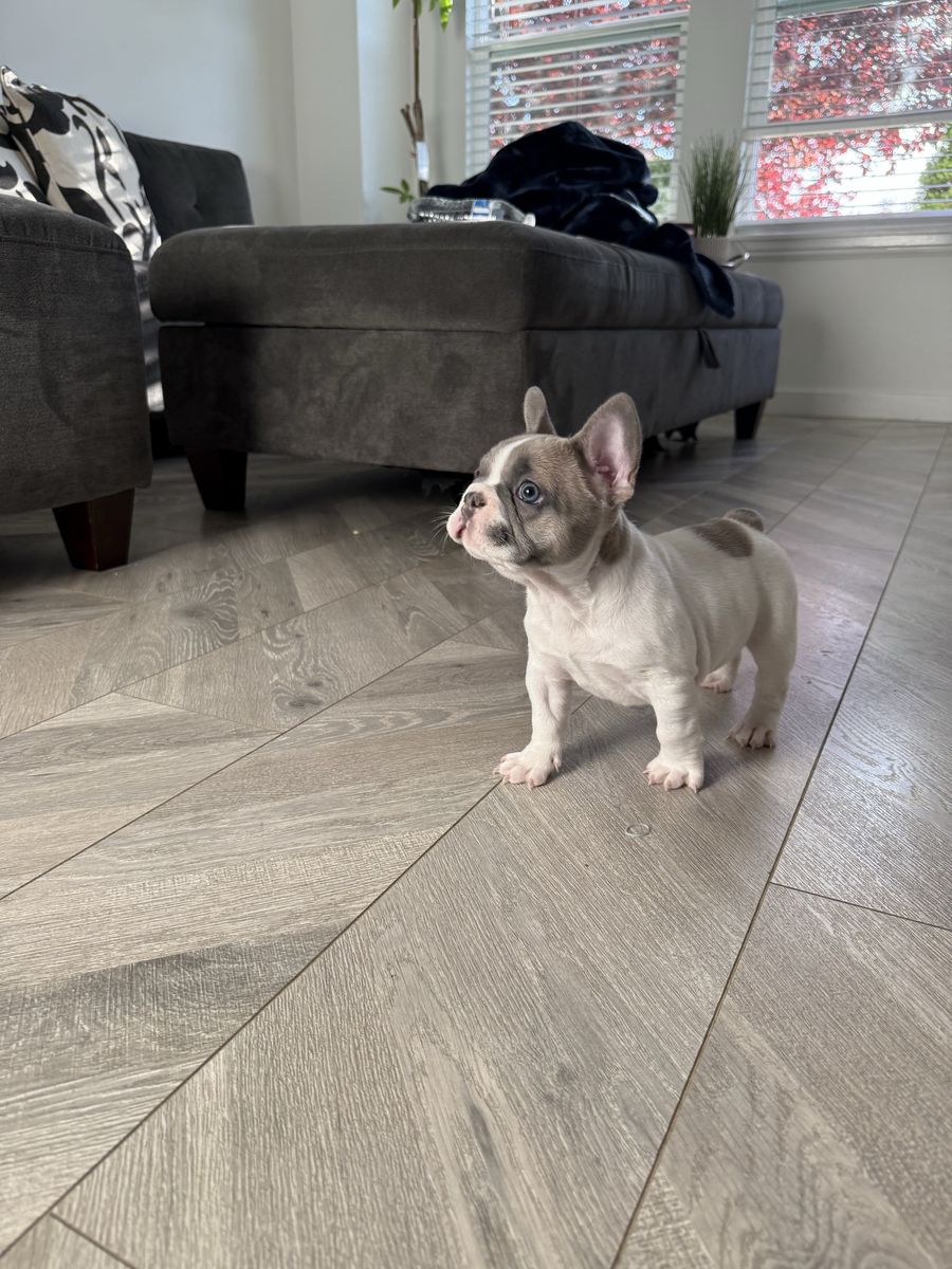 AKC Isabella Pied Fluffy Carrier French Bulldog