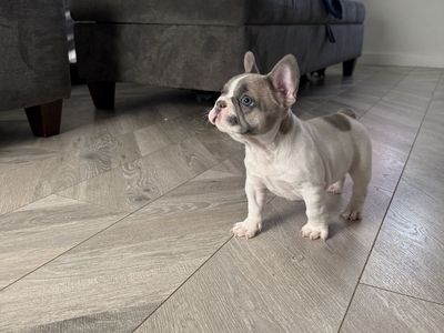 AKC Isabella Pied Fluffy Carrier French Bulldog