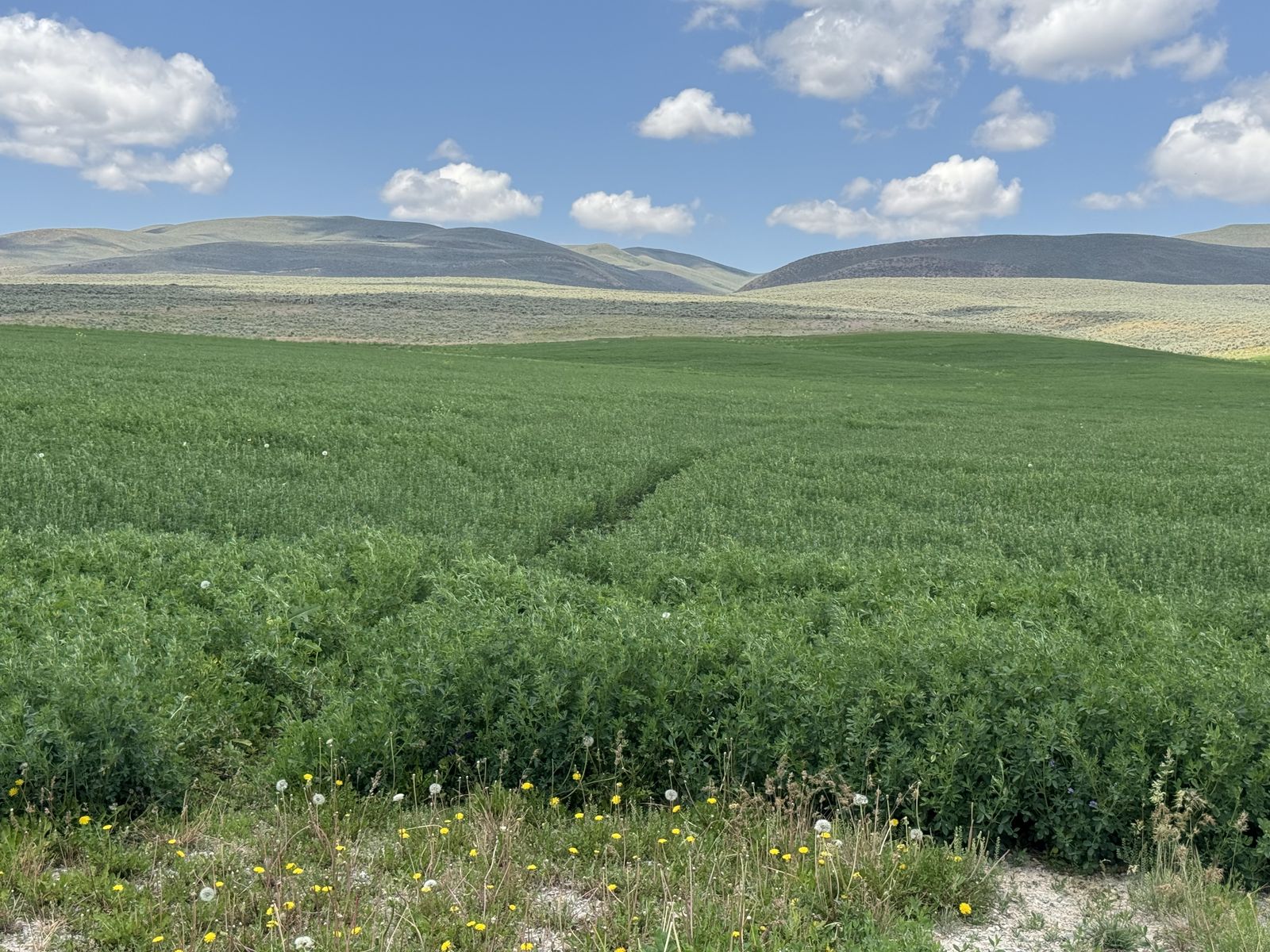 Premium Alfalfa Hay