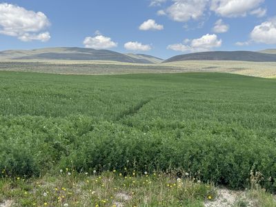 Premium Alfalfa Hay