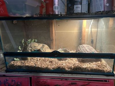 Ball Python