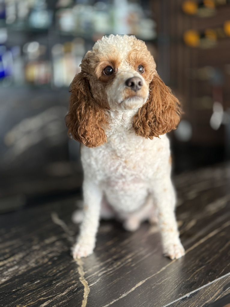 18 Month Old In Tact Cavapoo Boy 22 Poundd