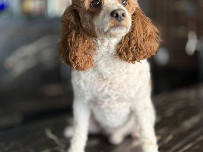 18 Month Old In Tact Cavapoo Boy 22 Poundd