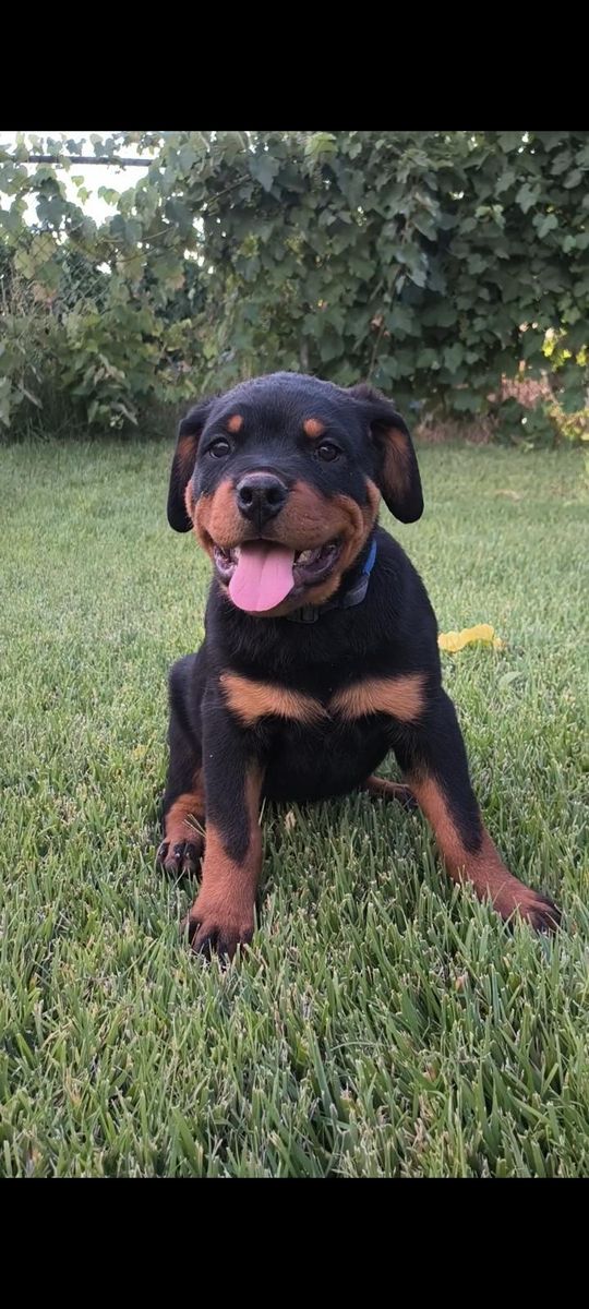 Rottweiler Puppies for Sale - Playful and Healthy Family Companions