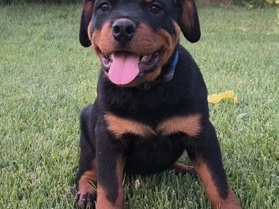 Rottweiler Puppies for Sale - Playful and Healthy Family Companions