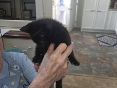 Free Kittens
