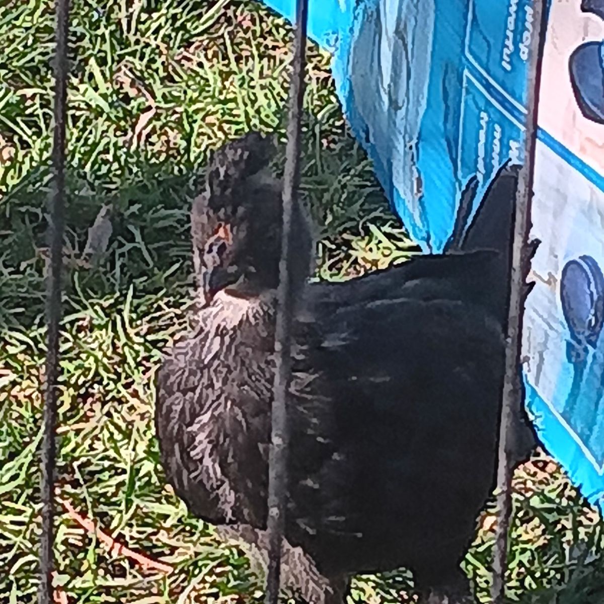 Polish rooster