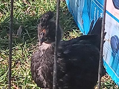 Polish rooster