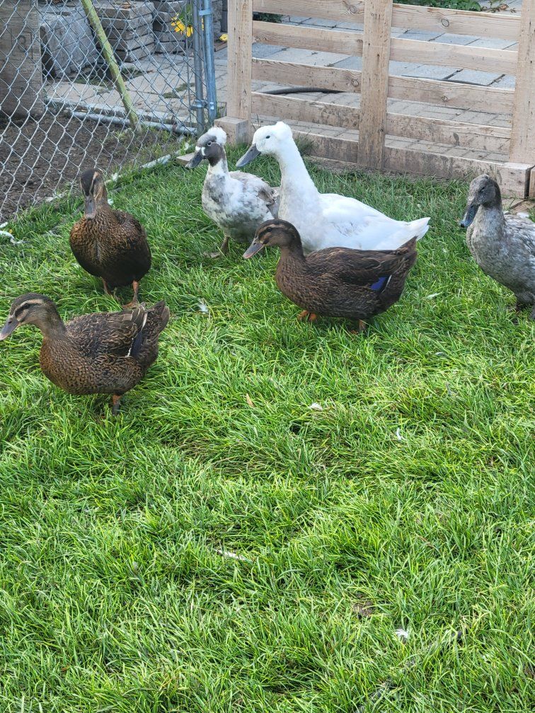 female ducks great layers.