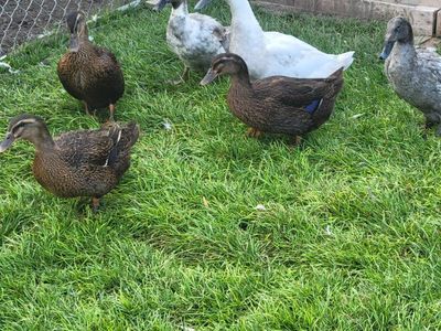 female ducks great layers.