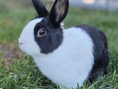 Dutch Bunny Rabbit Doe