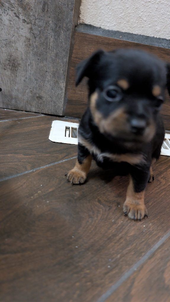 Extra Small Min Pin - Chi Pin PUPPIES 3 males, 1 female** super tiny**