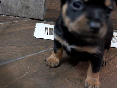 Extra Small Min Pin - Chi Pin PUPPIES 3 males, 1 female** super tiny**