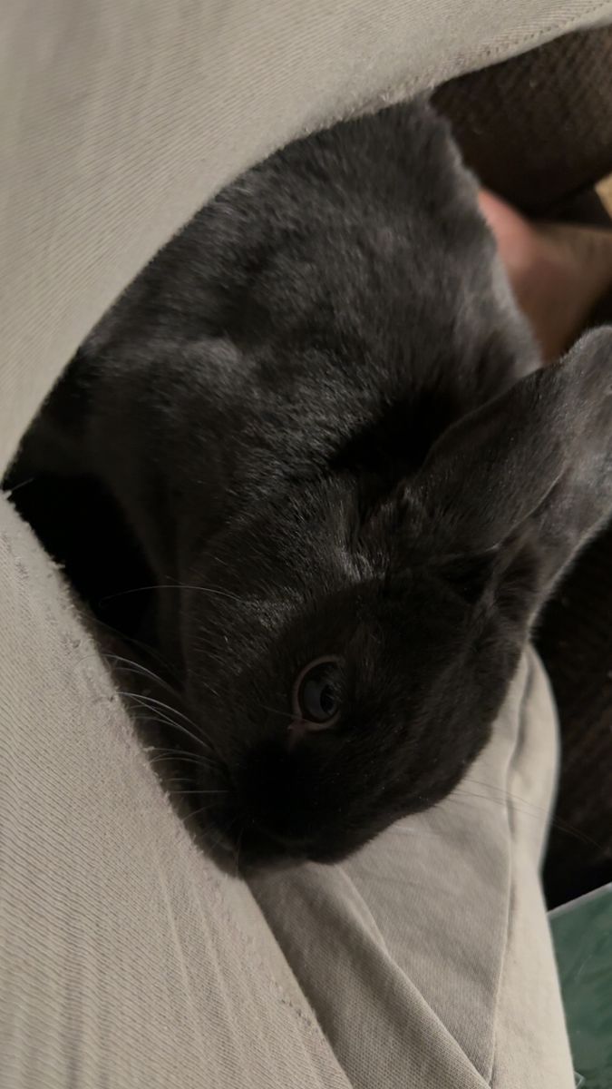 Sweet Young Bunny Looking for a New HomE
