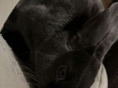 Sweet Young Bunny Looking for a New HomE