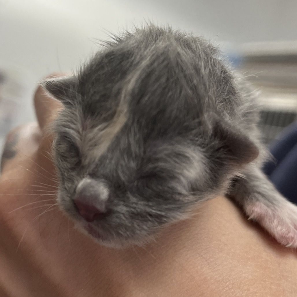 Hello my name is Henderson Kit 3