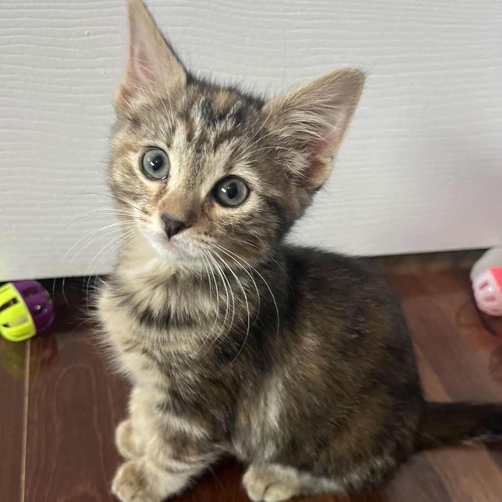 Hello my name is Wicket