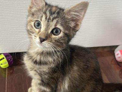 Hello my name is Wicket