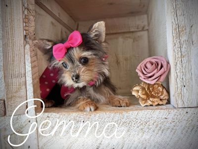 Teeny Yorkie puppies
