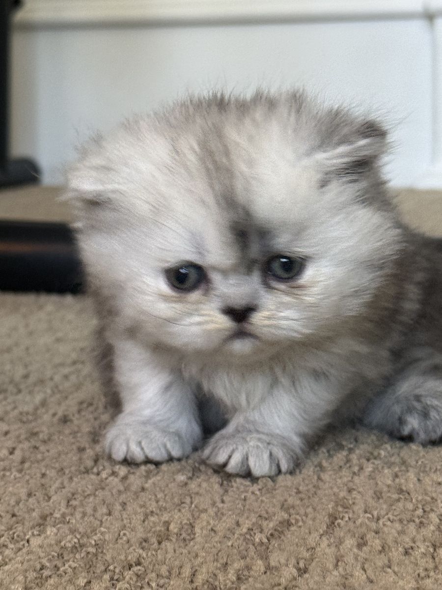 Persian Kittens