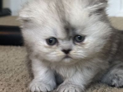 Persian Kittens