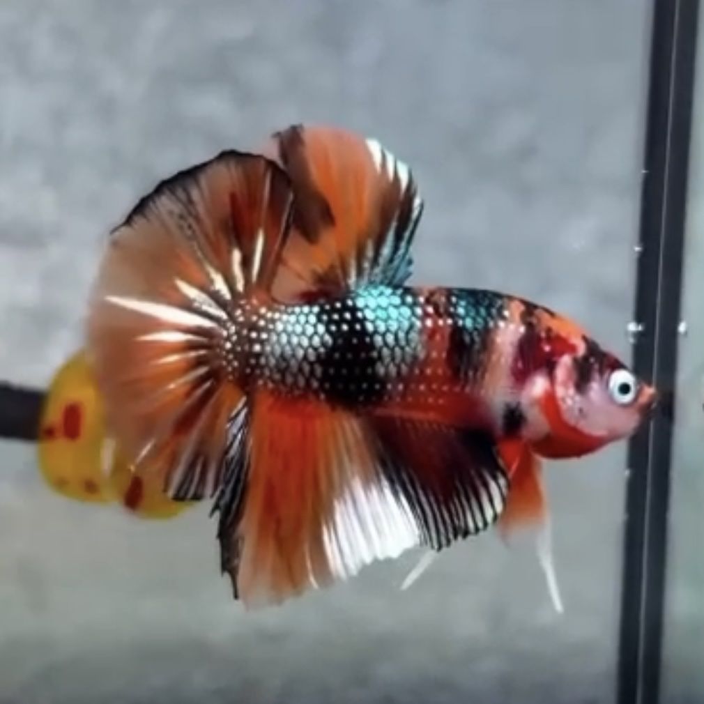 Designer Big Fin HMPK Betta