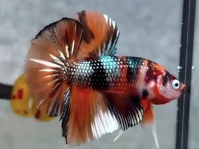 Designer Big Fin HMPK Betta