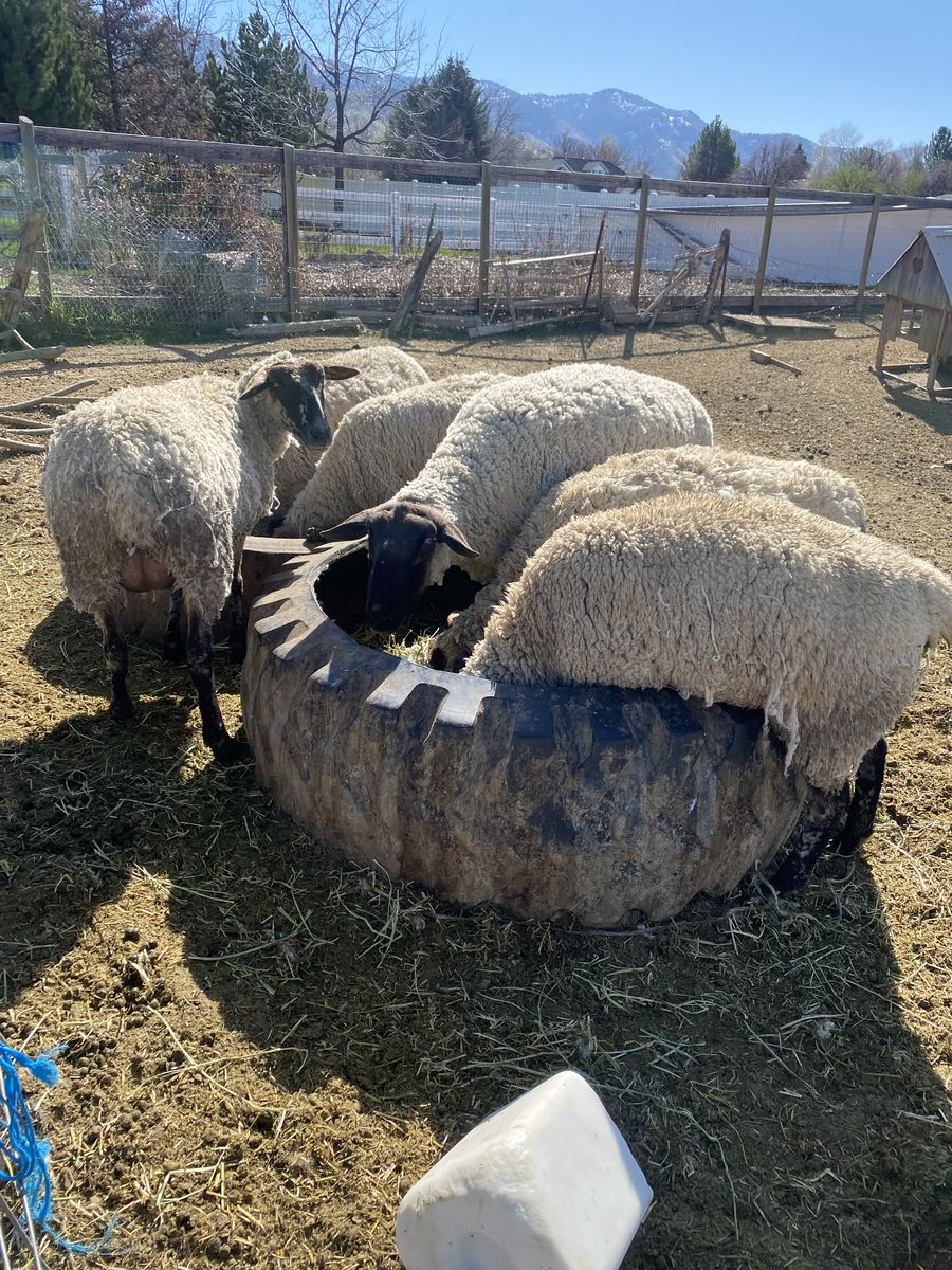 3 female Polypay x Suffolk sheep and ewe lamb