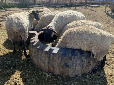 3 female Polypay x Suffolk sheep and ewe lamb