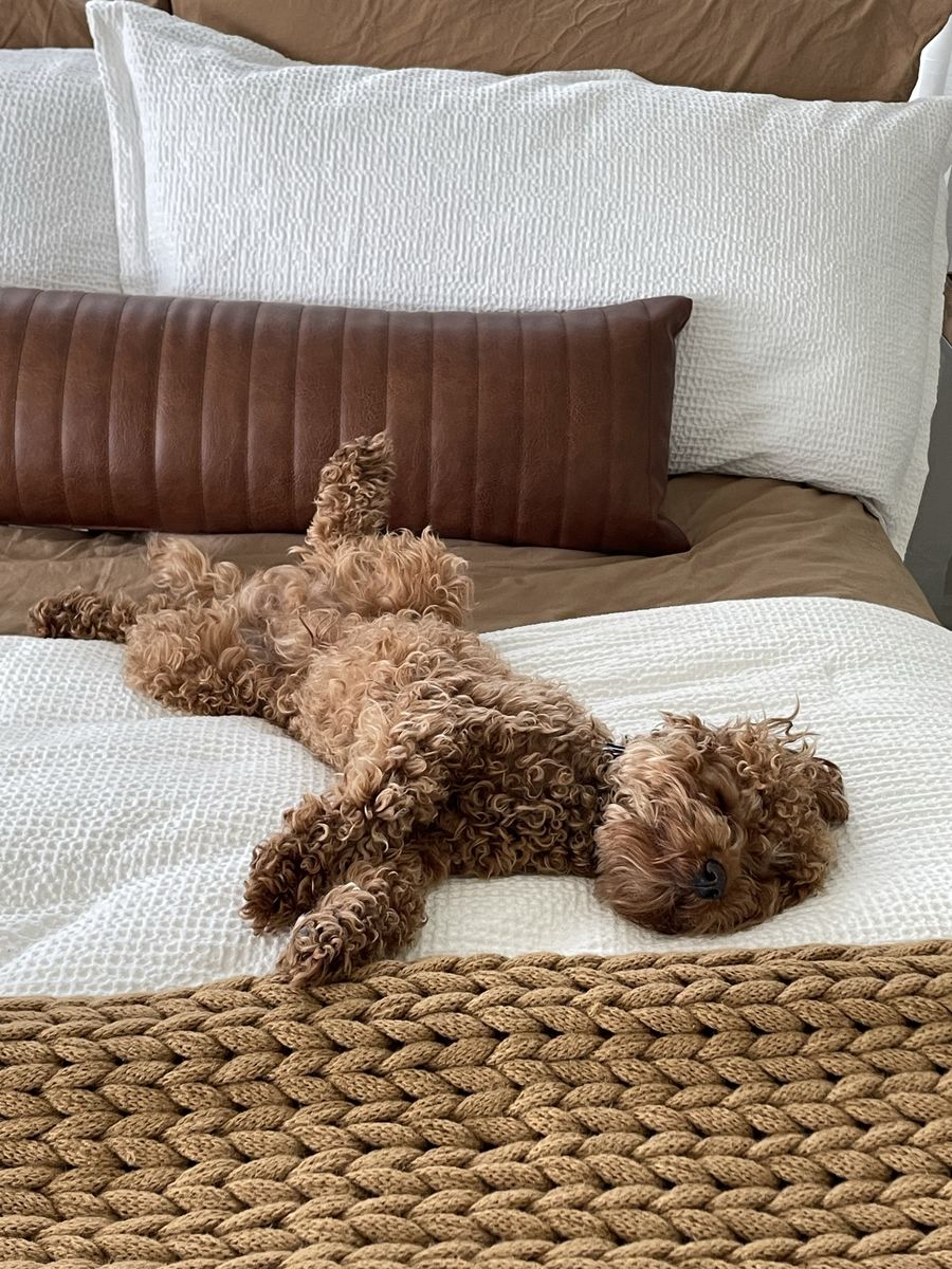 Miniature Cavapoo (Koda)