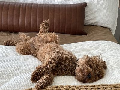 Miniature Cavapoo (Koda)