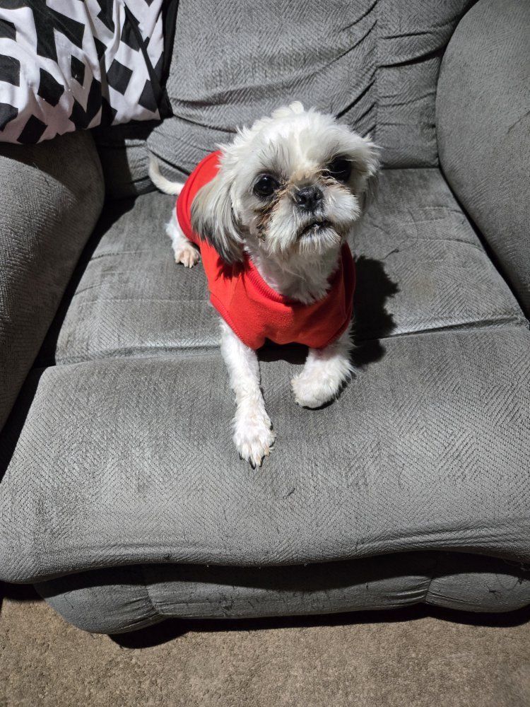 AKC Shitzu/shih Tzu male stud