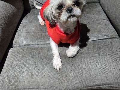AKC Shitzu/shih Tzu male stud