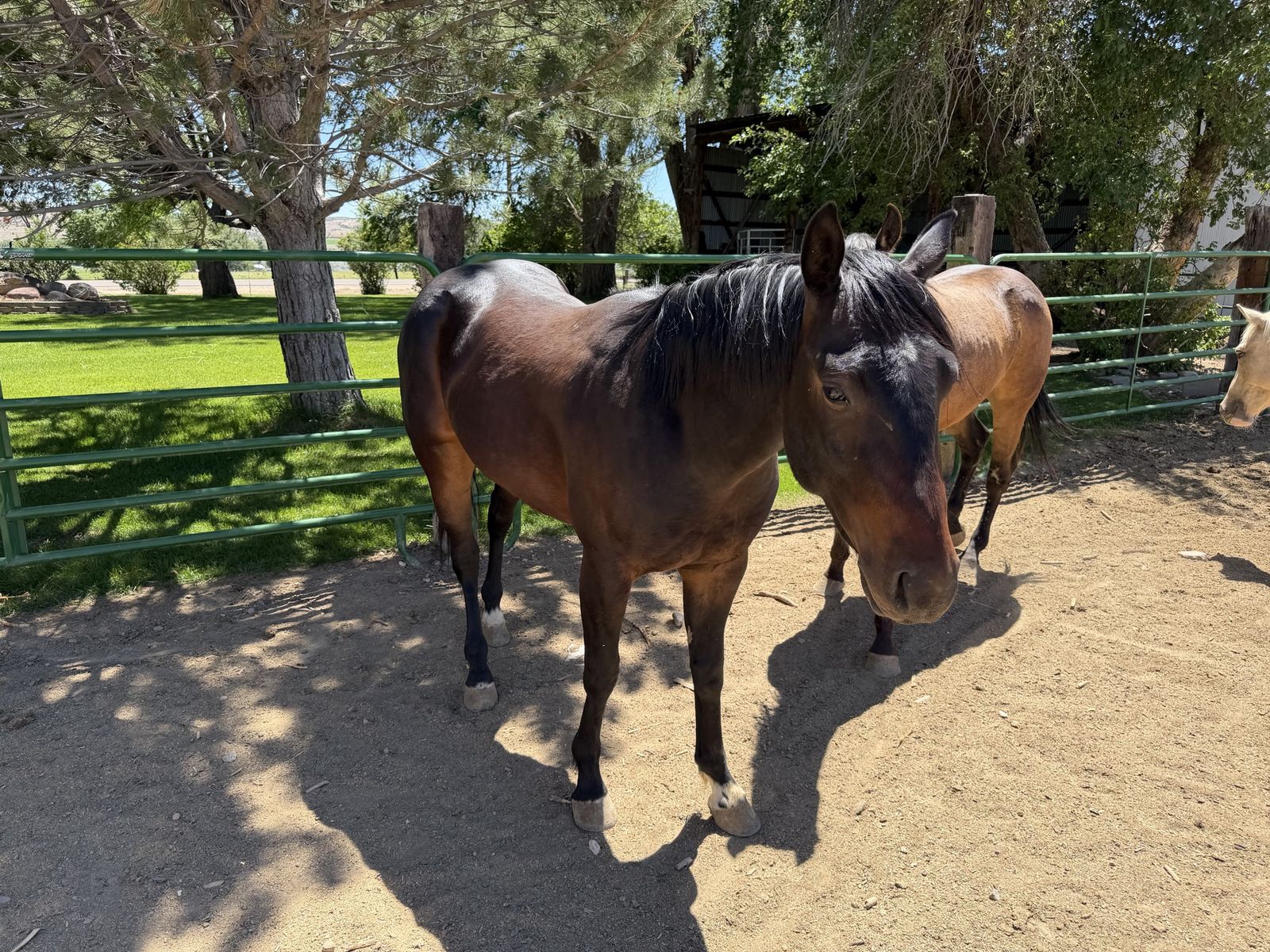Quarter horse