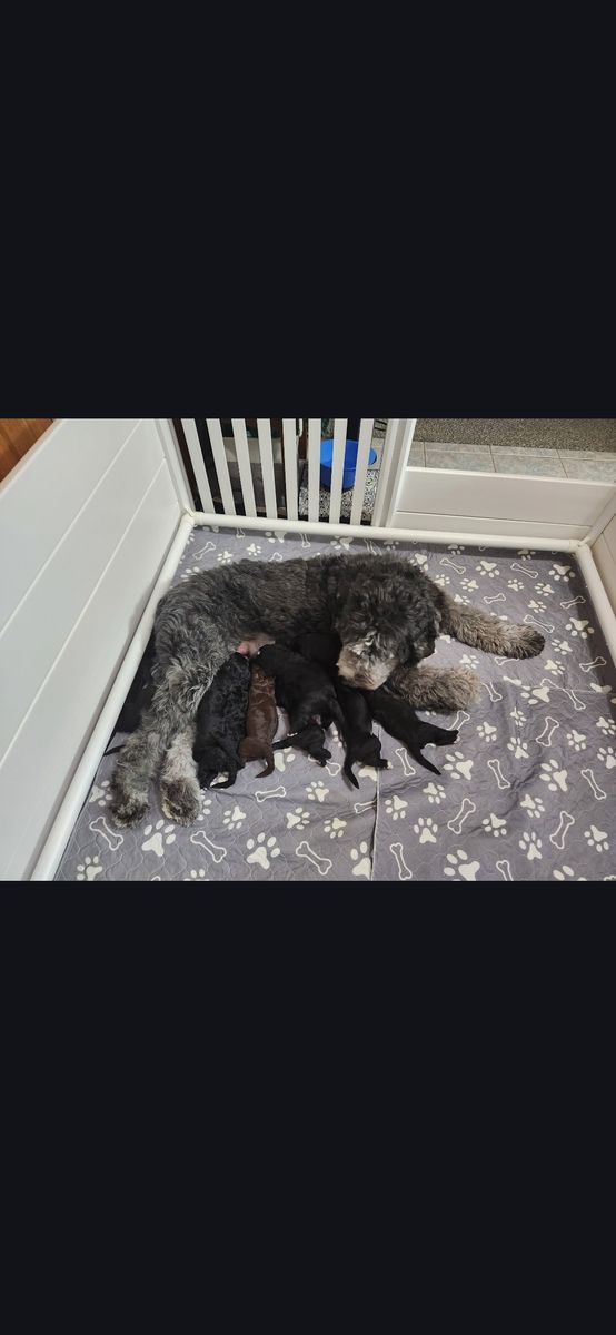 60 x 60 Welping box with supplies. Only used once!