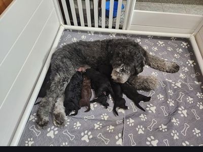 60 x 60 Welping box with supplies. Only used once!