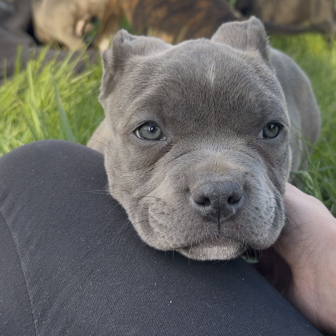 American Pitbull puppies