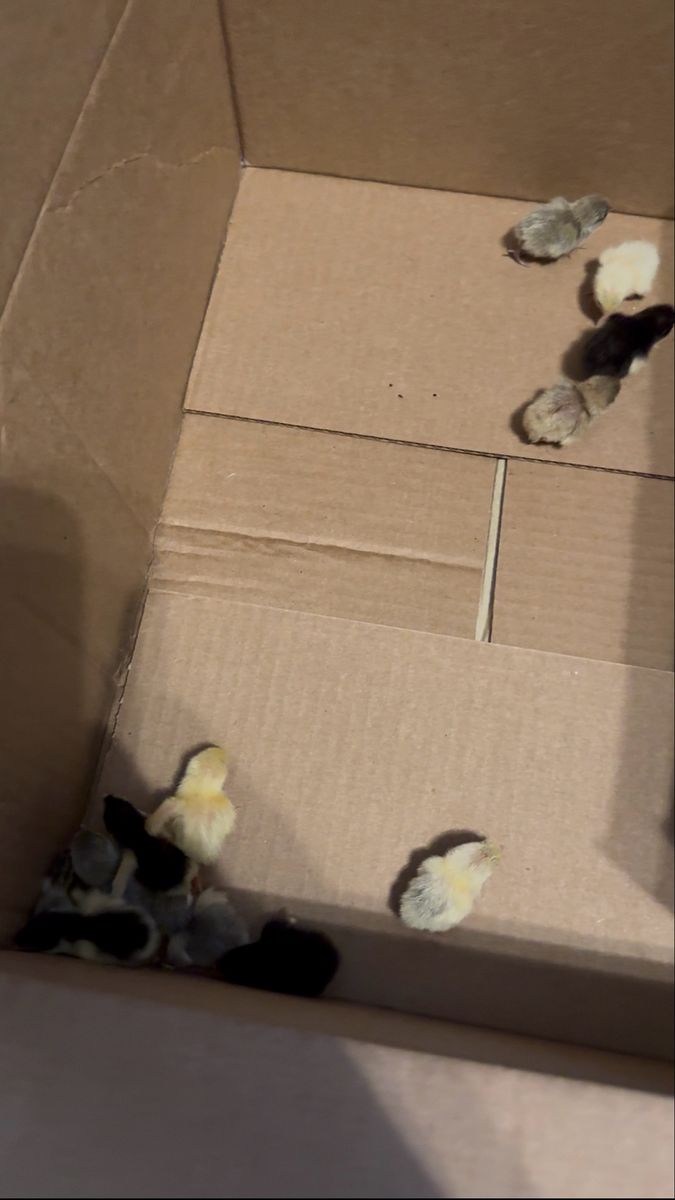 Newly Hatched Button Quail Sale