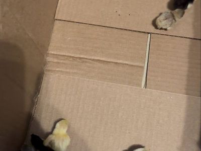 Newly Hatched Button Quail Sale